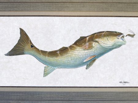 Acrylic Illustration - Redfish For Cheap