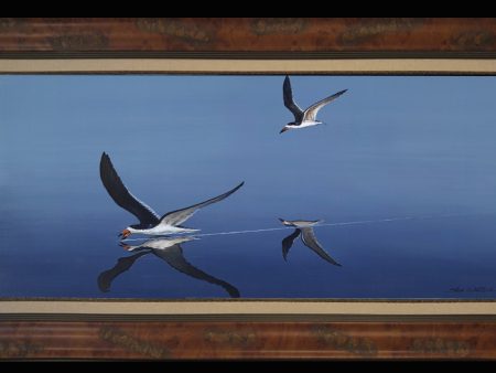 Fine Art - Black Skimmer Birds Online