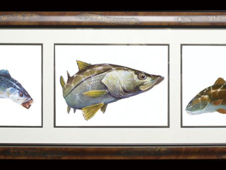 Fine Art  - Color Slam Trio - Sea Trout Snook Redfish For Cheap