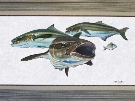 Acrylic Illustration - Cobia Cheap