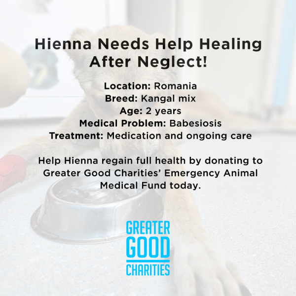 Funded: Hienna Needs Help Healing After Neglect Online Hot Sale