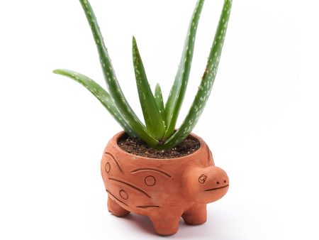 Rakshana Plant Pals - Turtle (Large) For Cheap